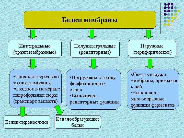 Белки мембраны Интегральные (трансмембранные) • Проходят через всю толщу мембраны • Создают в мембране