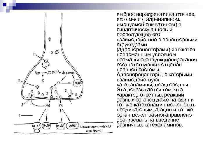 Норадреналин синапс