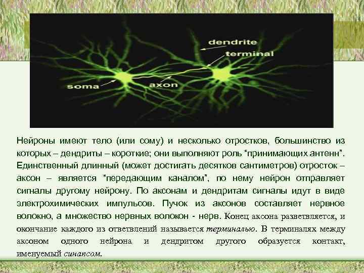 Нейроны имеют тело (или сому) и несколько отростков, большинство из которых – дендриты –