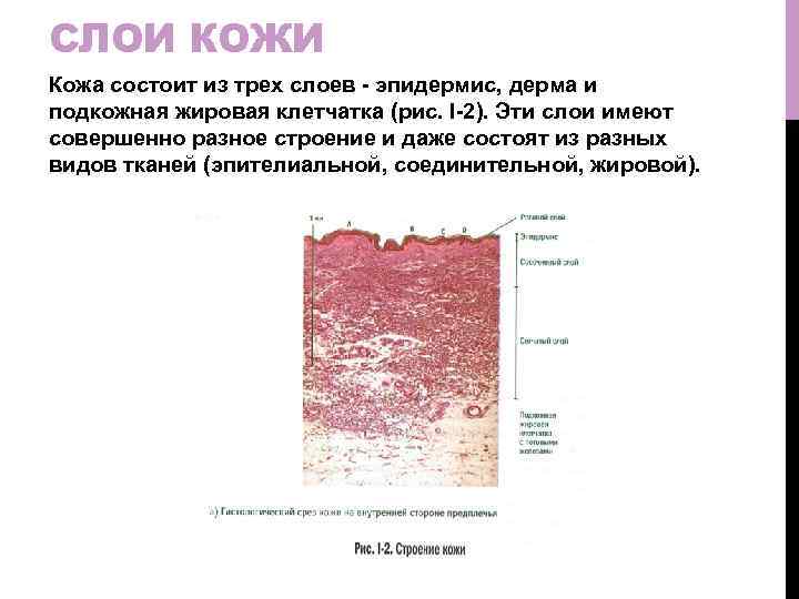 СЛОИ КОЖИ Кожа состоит из трех слоев - эпидермис, дерма и подкожная жировая клетчатка