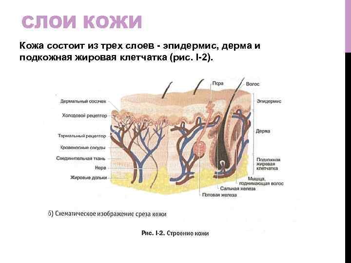 СЛОИ КОЖИ Кожа состоит из трех слоев - эпидермис, дерма и подкожная жировая клетчатка