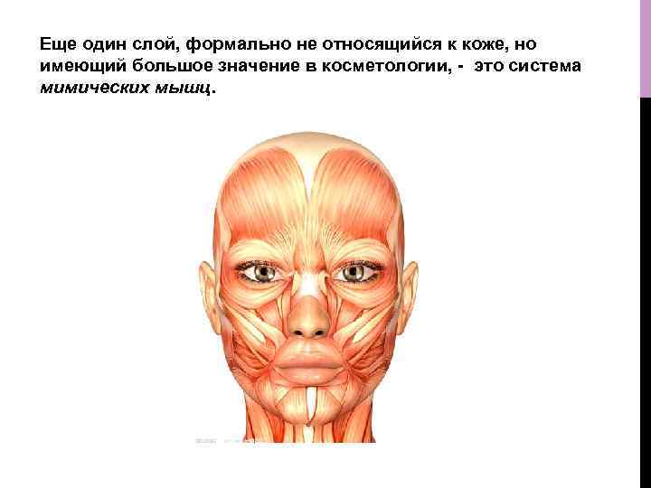 Еще один слой, формально не относящийся к коже, но имеющий большое значение в косметологии,