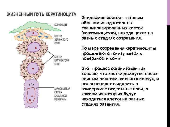 Эпидермис состоит главным образом из однотипных специализированных клеток (кератиноцитов), находящихся на разных стадиях созревания.