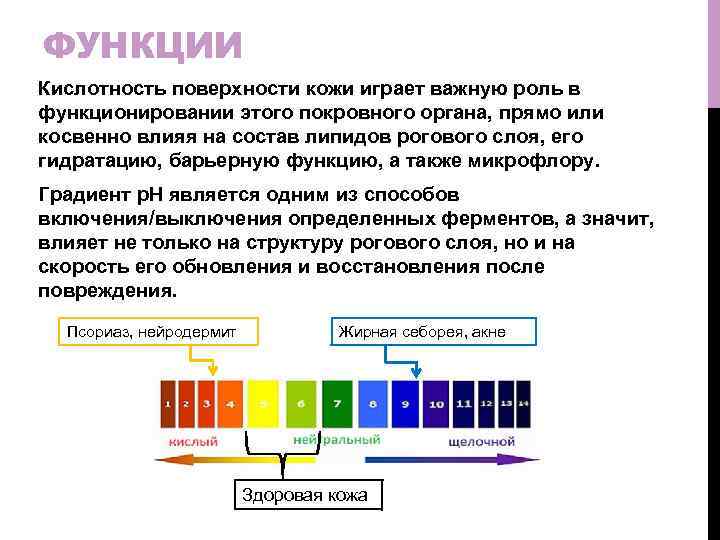 ФУНКЦИИ Кислотность поверхности кожи играет важную роль в функционировании этого покровного органа, прямо или