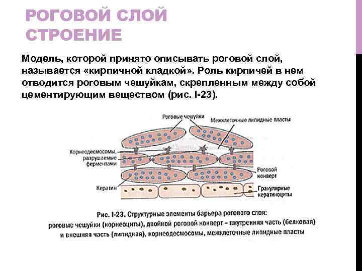 РОГОВОЙ СЛОЙ СТРОЕНИЕ Модель, которой принято описывать роговой слой, называется «кирпичной кладкой» . Роль