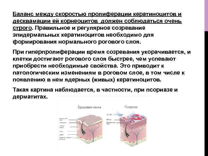 Баланс между скоростью пролиферации кератиноцитов и десквамации ей корнеоцитов должен соблюдаться очень строго. Правильное