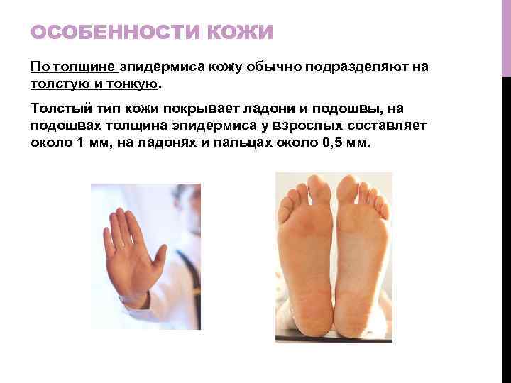 ОСОБЕННОСТИ КОЖИ По толщине эпидермиса кожу обычно подразделяют на толстую и тонкую. Толстый тип