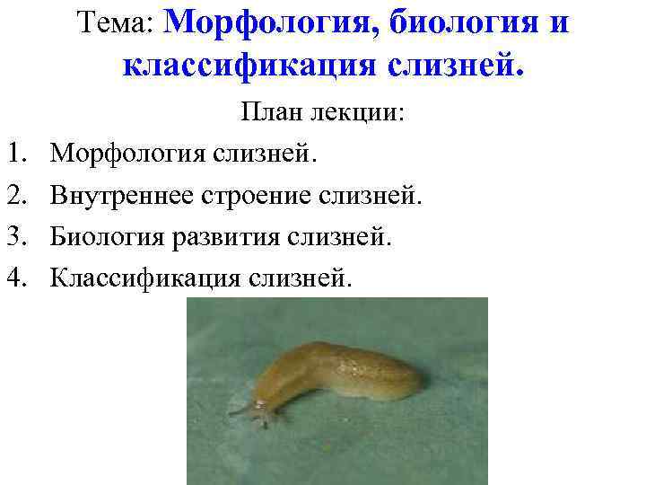 Морфология биология систематика