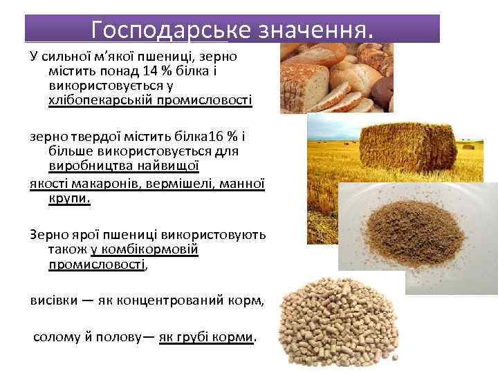 Господарське значення. У сильної м’якої пшениці, зерно містить понад 14 % білка і використовується
