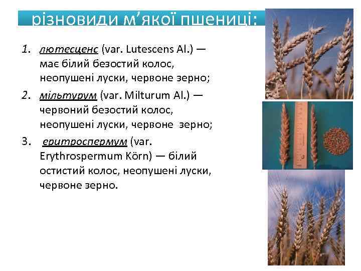різновиди м’якої пшениці: 1. лютесценс (var. Lutescens Al. ) — має білий безостий колос,