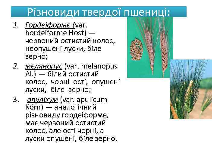 Різновиди твердої пшениці: 1. Гордеіформе (var. hordeiforme Host) — червоний остистий колос, неопушені луски,