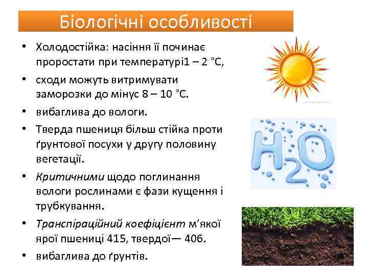 Біологічні особливості • Холодостійка: насіння її починає проростати при температурі 1 – 2 °С,