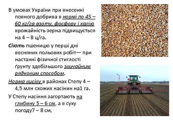 В умовах України при внесенні повного добрива в нормі по 45 – 60 кг/га