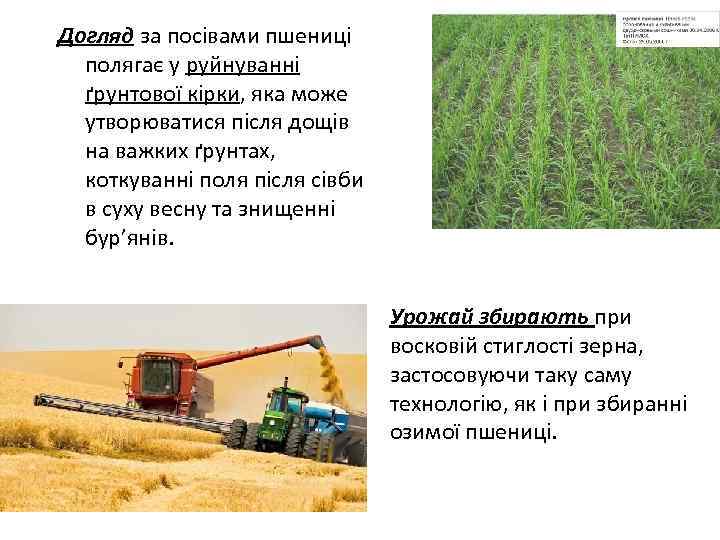 Догляд за посівами пшениці полягає у руйнуванні ґрунтової кірки, яка може утворюватися після дощів