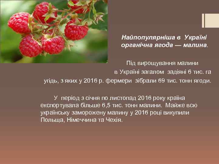 Найпопулярніша в Україні органічна ягода — малина. культурна Під вирощування малини в Україні загалом