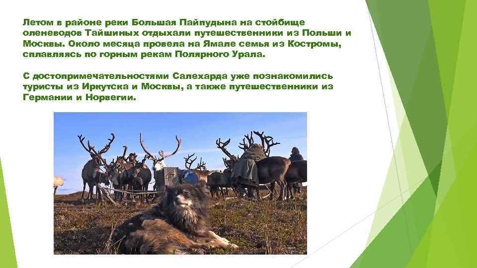 Летом в районе реки Большая Пайпудына на стойбище оленеводов Тайшиных отдыхали путешественники из Польши