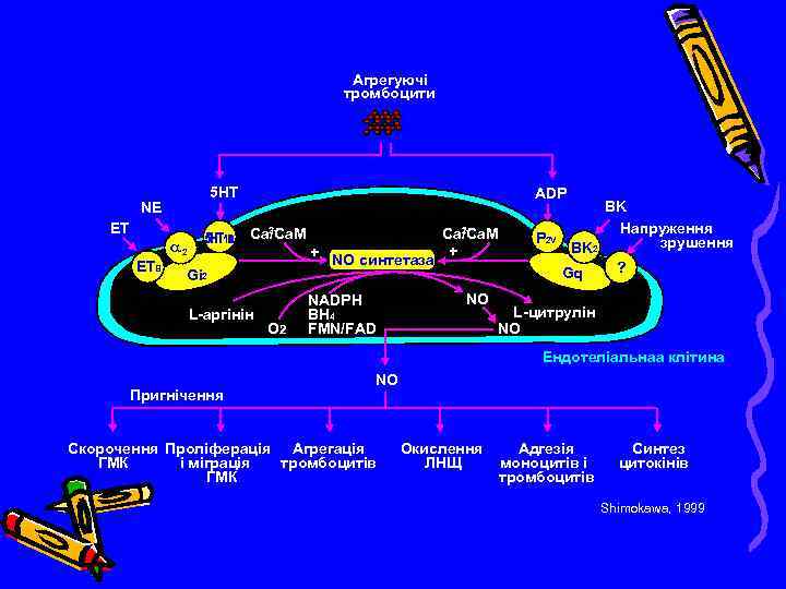 Агрегуючі тромбоцити 5 HT NE ET 2+ Сa/Ca. M a 2 ETB ADP +