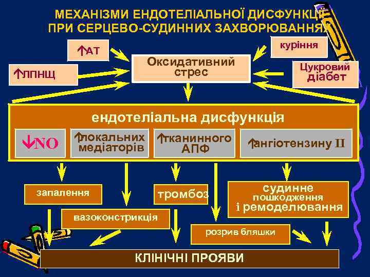 МЕХАНІЗМИ ЕНДОТЕЛІАЛЬНОЇ ДИСФУНКЦІЇ ПРИ СЕРЦЕВО-СУДИННИХ ЗАХВОРЮВАННЯХ áАТ áЛПНЩ куріння Оксидативний стрес Цукровий діабет ендотеліальна