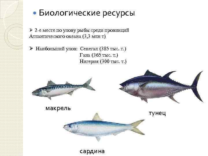  Биологические ресурсы Ø 2 -е месте по улову рыбы среди провинций Атлантического океана