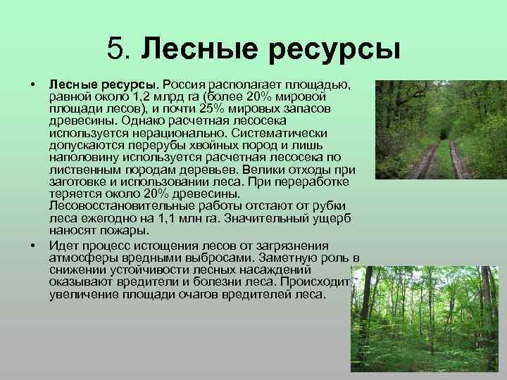 Какими лесными ресурсами богата россия