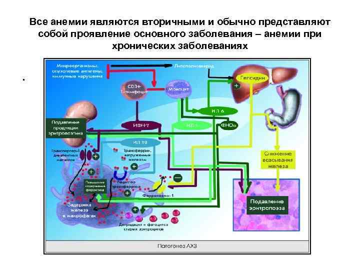 Все анемии являются вторичными и обычно представляют собой проявление основного заболевания – анемии при