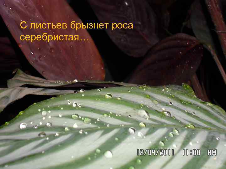 С листьев брызнет роса серебристая… 
