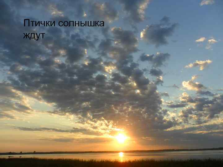 Птички солнышка ждут 