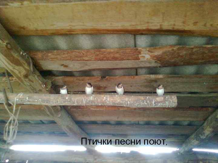 Птички песни поют, 