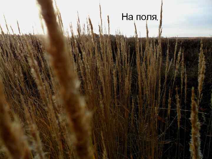 На поля, 