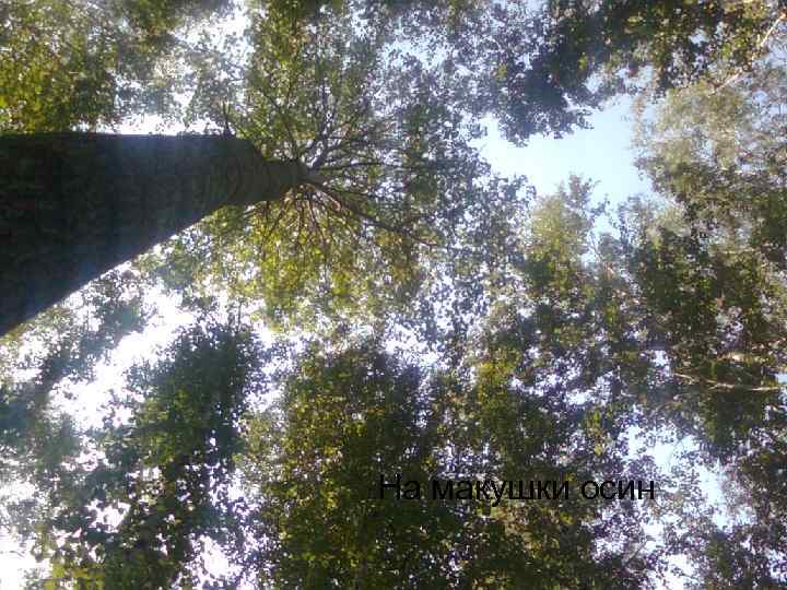На макушки осин 