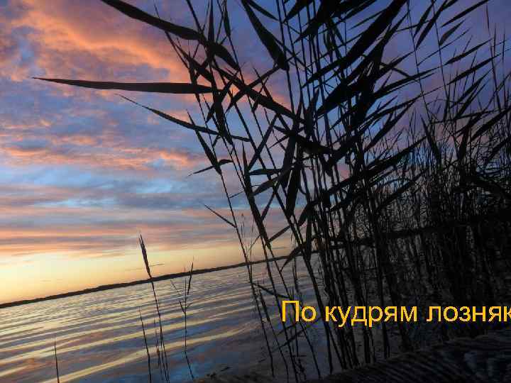 По кудрям лозняк 