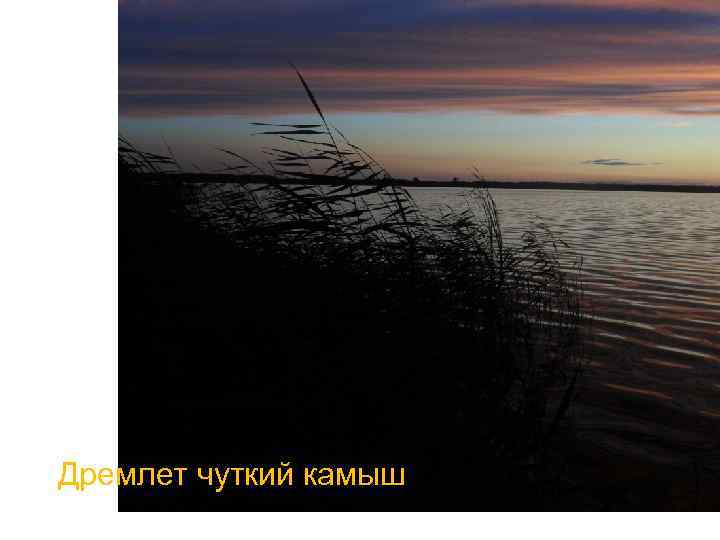 Дремлет чуткий камыш 