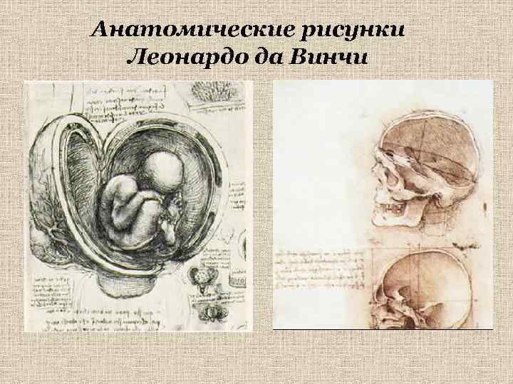 Анатомические рисунки Леонардо да Винчи 
