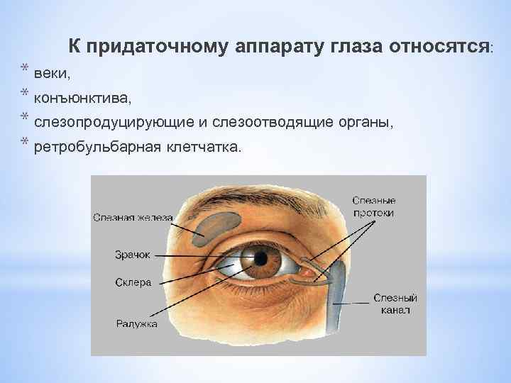 Заболевания век конъюнктивы и слезных органов презентация