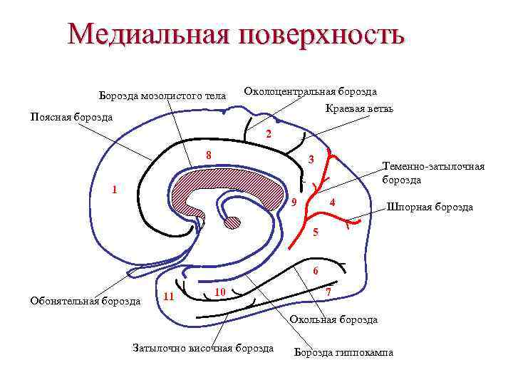 Медиальная поверхность Борозда мозолистого тела Околоцентральная борозда Краевая ветвь Поясная борозда 2 8 3