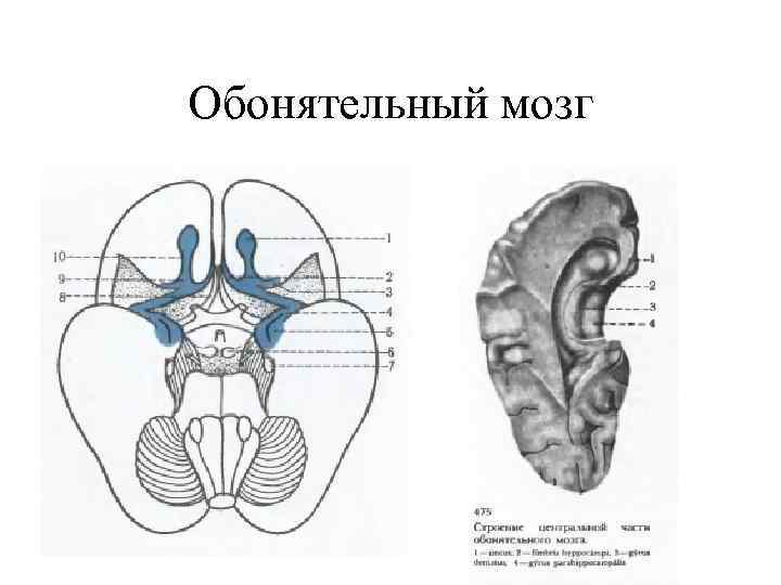 Обонятельный мозг 