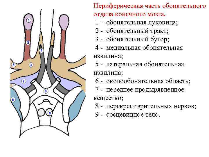 Периферическая часть обонятельного отдела конечного мозга. 1 - обонятельная луковица; 2 - обонятельный тракт;