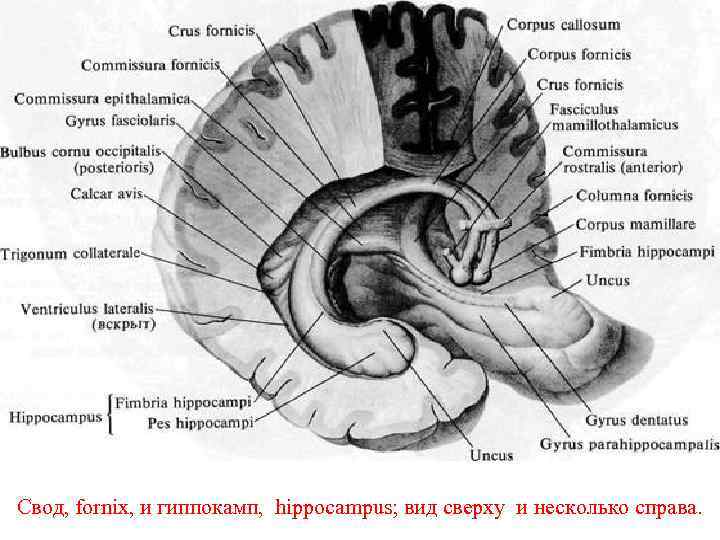 Свод, fornix, и гиппокамп, hippocampus; вид сверху и несколько справа. 