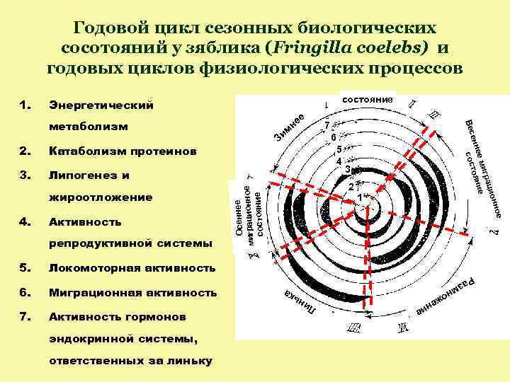 Годовой цикл сезонных биологических сосотояний у зяблика (Fringilla coelebs) и годовых циклов физиологических процессов