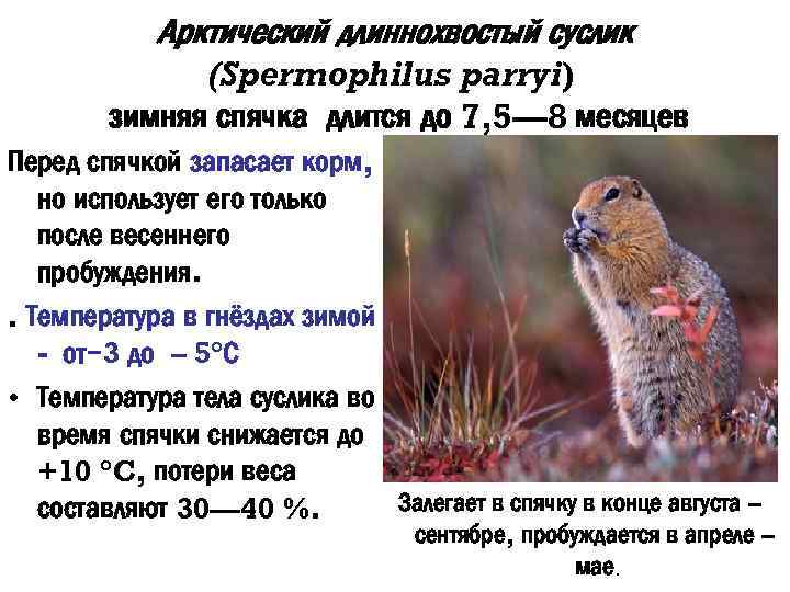 Арктический длиннохвостый суслик (Spermophilus parryi) зимняя спячка длится до 7, 5— 8 месяцев Перед