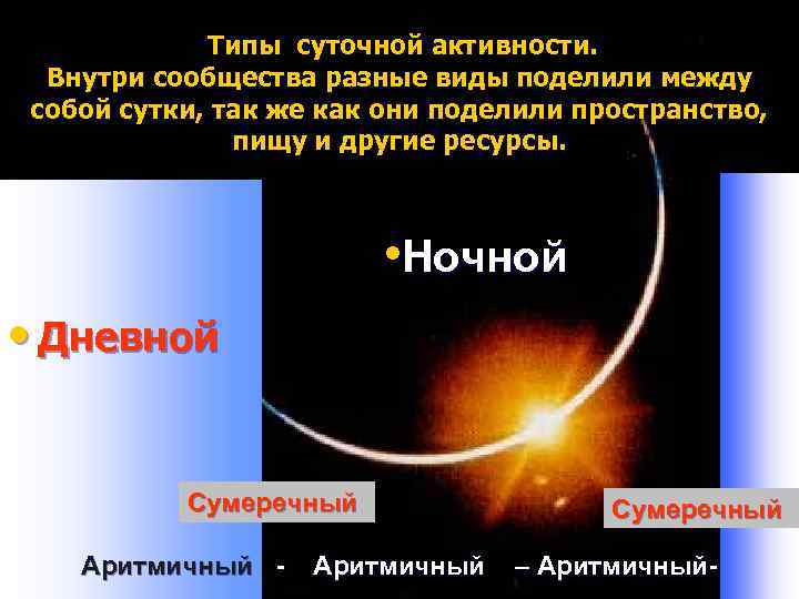  Типы суточной активности. Внутри сообщества разные виды поделили между собой сутки, так же