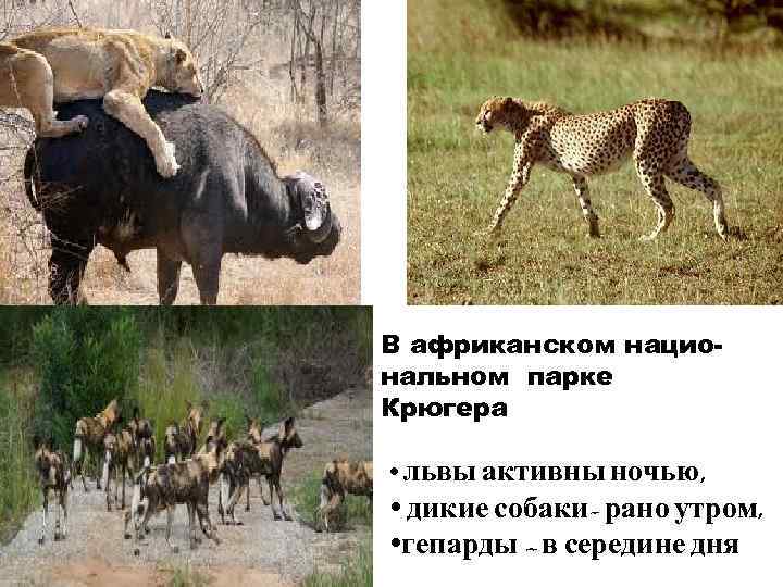 В африканском национальном парке Крюгера • львы активны ночью, • дикие собаки- рано утром,