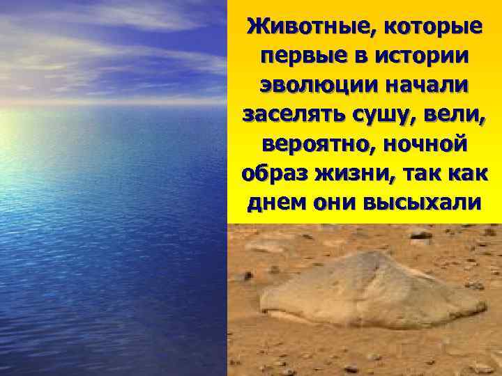 Животные, которые первые в истории эволюции начали заселять сушу, вели, вероятно, ночной образ жизни,