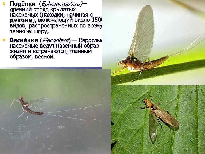  • Подёнки (Ephemeroptera)— древний отряд крылатых насекомых (находки, начиная с девона), включающий около