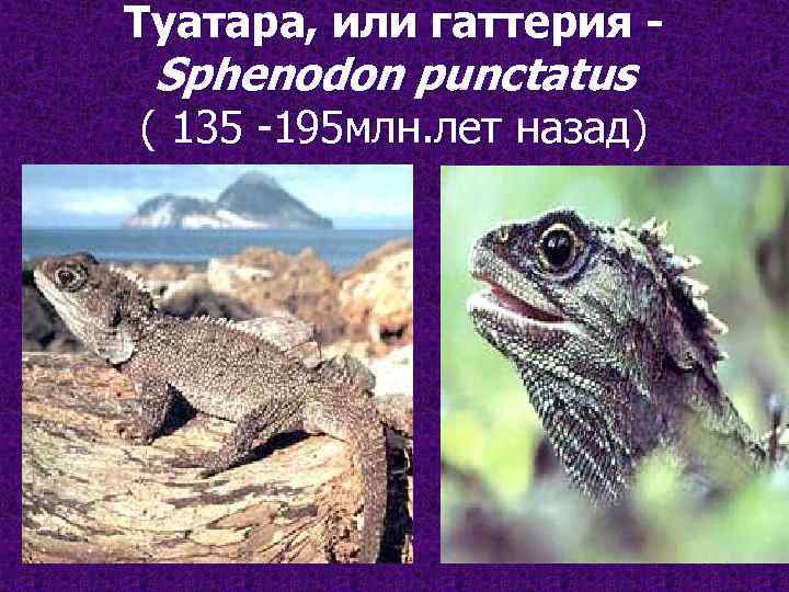 Туатара, или гаттерия - Sphenodon punctatus ( 135 -195 млн. лет назад) 