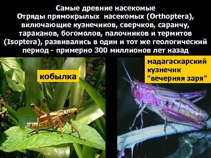 Самые древние насекомые Отряды прямокрылых насекомых (Orthoptera), включающие кузнечиков, сверчков, саранчу, тараканов, богомолов, палочников
