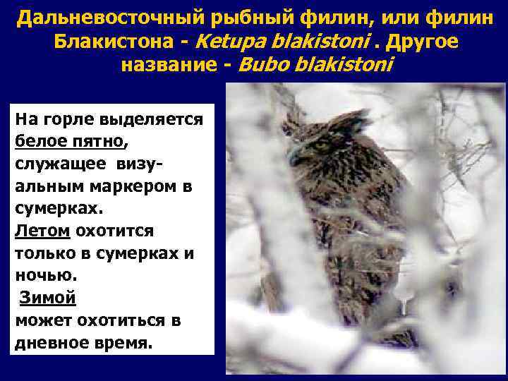 Дальневосточный рыбный филин, или филин Блакистона - Ketupa blakistoni. Другое название - Bubo blakistoni
