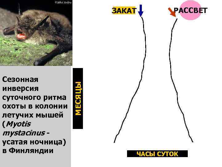 Сезонная инверсия суточного ритма охоты в колонии летучих мышей (Myotis mystacinus усатая ночница) в