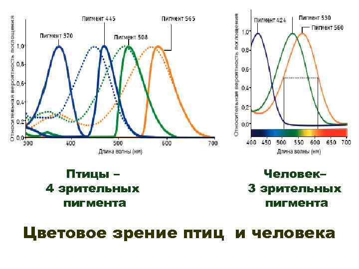 Птицы – 4 зрительных пигмента Человек– 3 зрительных пигмента Цветовое зрение птиц и человека