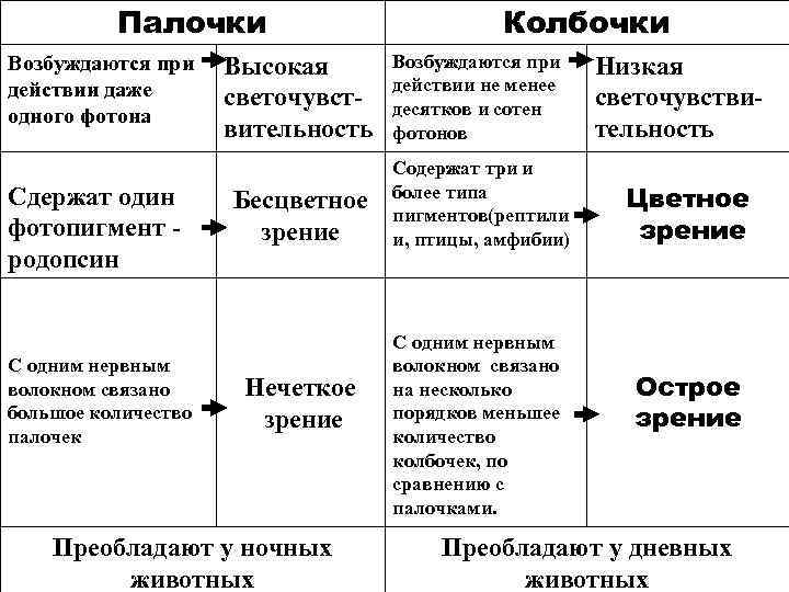 Палочки Возбуждаются при действии даже одного фотона Сдержат один фотопигмент - родопсин С одним